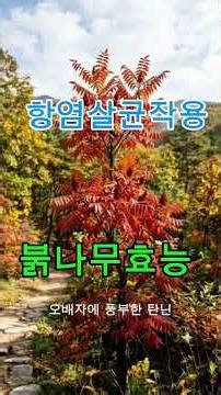 Benefits of Rhus javanica / Folk Remedies #HealthInfo #TraditionalMedicinalHerbs #HerbStories #Na...