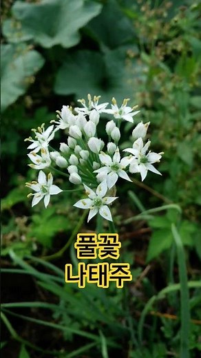 [풀꽃] 나태주 자세히 보아야 예쁘다 오래 보아야 사랑스럽다 너도 그렇다~