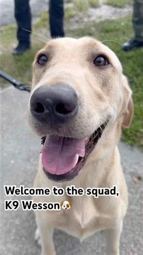 Say hi to our newest good boy, K9 Wesson!🐾💙