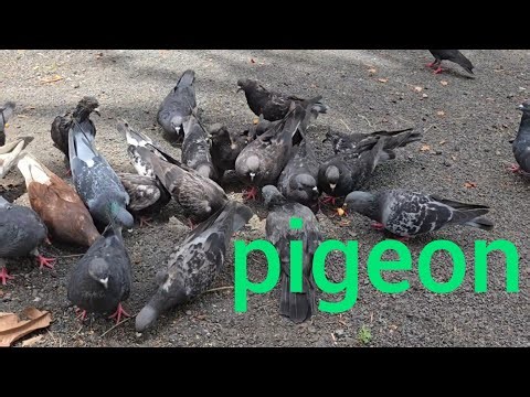 pigeon sounds to attract pigeons l information about pigeon