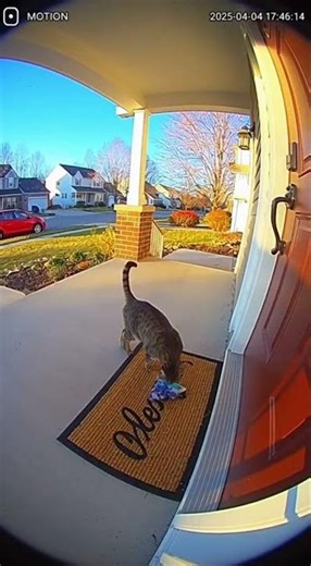Porch Cat Gift Surprise