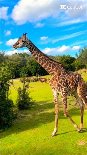 #shorts #foryou #nature #animals #love #beautiful #highlights