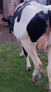 2.4K views · 38 reactions | The journey to making more money from your heifers begins with prudent drying off and steaming up! | Dairyverse | Facebook