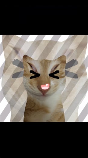 西木 | 哈哈哈猝不及防😹🤣 #cat #catlover #catvideos #catlife #catlovers | Instagram