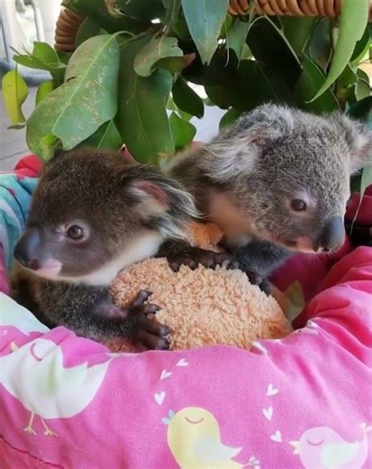 Amazing baby Koala #loveanimals #babykoala #wildlife #saveanimals