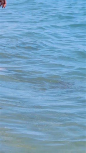 Get ready for school with this handmade notebook made from seashells and seaweed paper🐚 | 5-Minute Crafts GIRLY