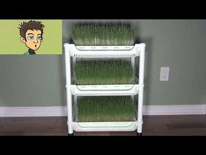 Sproutman's Wheatgrass Grower Demonstration in the Raw Nutrition Kitchen