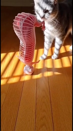 Cat's Worst Nightmare Come True #terrifying #shorts