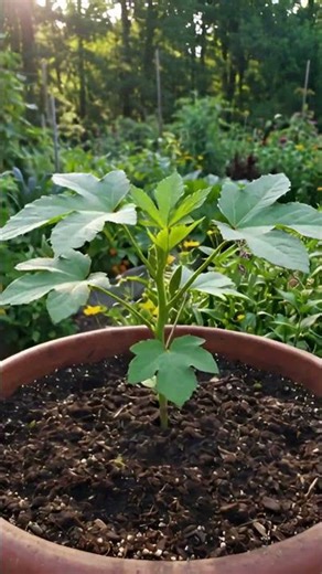 Okra Growing from Seed to Fruit 🌱🥒 | Full Journey at Home!