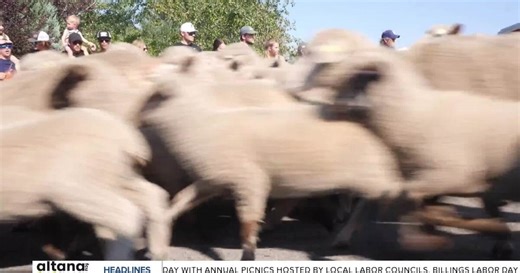600 Reed Point sheep terrorize town in celebration, providing community funds
