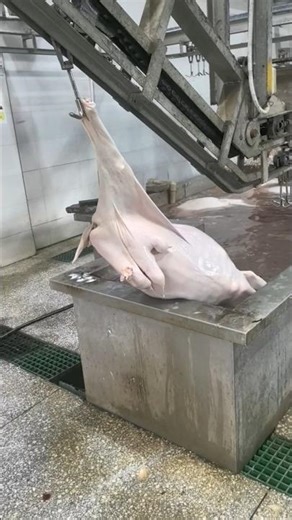 Inside a Goat Slaughterhouse — The Process From Start to Finish 😳🐐 👀