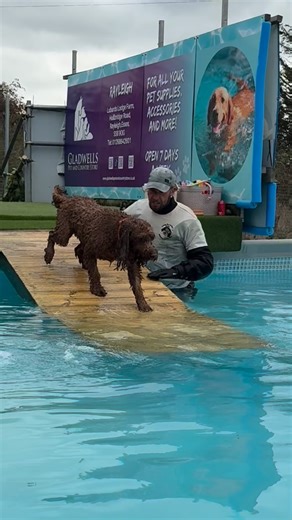 Canine Dip And Dive Maldon -Essex on Instagram: "Labradoodle Otto building up his swimming confidence 💦🐾🇬🇧💕"