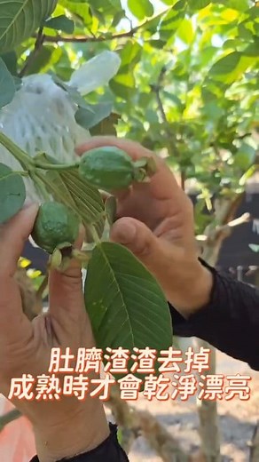 下午，水晶芭樂 果實整理套袋 每日超費工 #66田園 #珍珠芭樂 #阿醜芭樂 #帝王芭樂 | 66田園