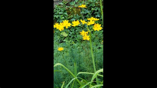 A breeze fluttering the threadleaf coreopsis. These do well in partial shade as well as full sun, while other coreopsis need all the sun. I have a patch in front that has become so dense it's hard to dig into in order to divide/transplant. But I pull out a little and move it to the back, bit by bit. | Patricia McLinn, Author