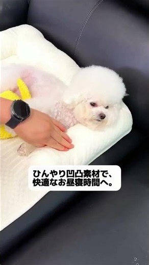 犬のいる暮らしにおすすめ🐾 #ペット用品#犬ベッド#ペットベッド#ひんやりマット#夏の暑さ対策