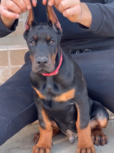 Adorable Doberman Puppies You Need to See! 🖤❤️‍🔥