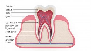 Tooth cross section infographic isolated over white background
