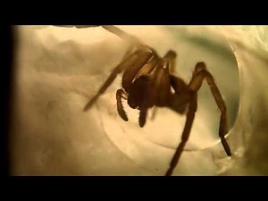 Macrography: Spider cleaning its Chelicerae, Fangs || Makrofotografie: Spinne reinigt Cheliceren