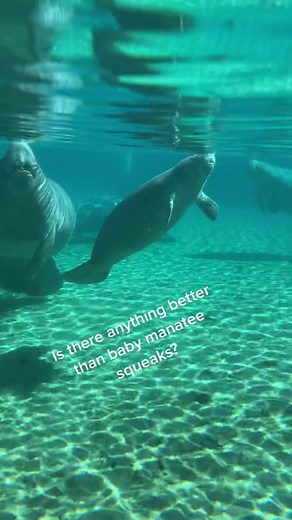 The Adorable Sounds of Baby Manatee Squeaks