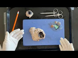 Cow Eye Dissection Demo
