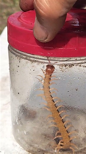 日本に生息する最大級のトビズムカデ（オオムカデ）なん⁉️気性が荒く毒持ち…(^_^;) #オオムカデ #危険 #殺す