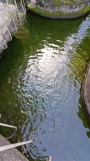 Tilapia Farming for Sustainable Livelihood Program by The Cebu Provincial Government. FAITH PROGRAM #highlightseveryone #followersシ゚ #everyonehighlights #farmers #friends | Dennis Sudaria