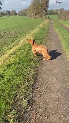 Newest member of the pack welcome Ted 🐾🐶 | The dog father