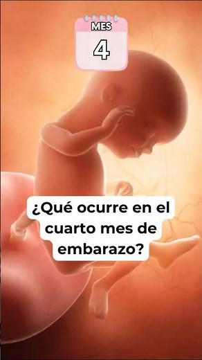 🤔 What happens in the fourth month of pregnancy? 🤰 Symptoms and baby development