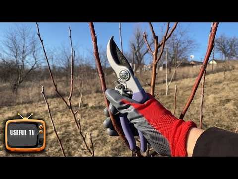 Pear pruning! Shaping a tree to increase yield