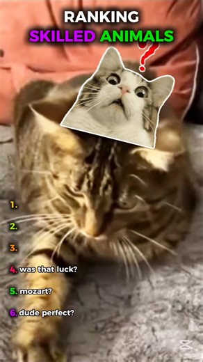 Highly Skilled Animals Ranking