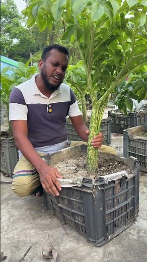 Ola kachu is cultivated on the roof #farmers #agriculture
