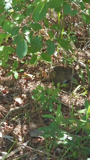🐀The hispid cotton rat (Sigmodon hispidus) is a moderately large rodent with a scaly, sparsely haired tail that is shorter than the combined head and body. Cotton rats feature a prominent high nose and a coloration resembling that of a javelina, earning it the nickname "javelina rat" in various regions. #UGASREL #ecology #conservation #research #education #outreach | Savannah River Ecology Laboratory