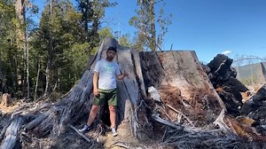 92 reactions · 30 shares | The critically-endangered swift parrot...