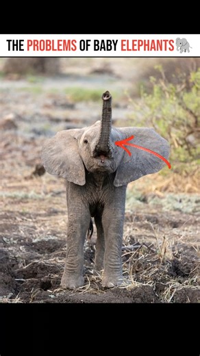 Baby Elephants Don’t Know How to Use Their Trunk 😄 #facts #trending