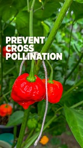 Save true seeds and avoid cross pollination. By doing so, you can keep the same genetic traits year after year. #Gardeningtips #gardening101 #gardening #peppers #learning #fbreels | Plantedinthegarden