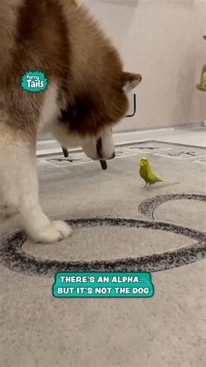 Diesel the Husky and Gosha the Parrot are Best Friends | Furry Tails