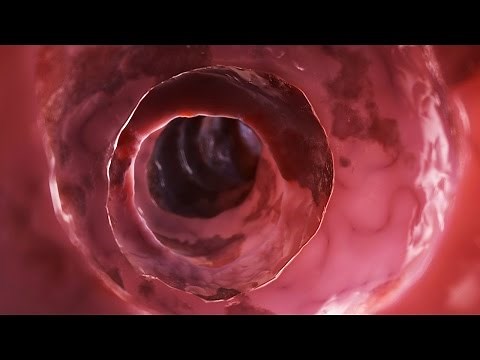 Human Physiology - Functional Anatomy of the Colon