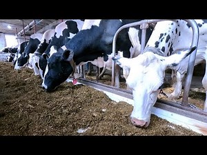 How We Milk Cows! Getting Our Milk House Ready On A Small Dairy Farm!