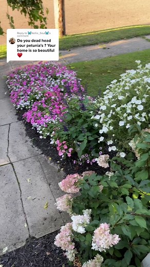 Why Supertunias Are Superior: No Deadheading Needed!