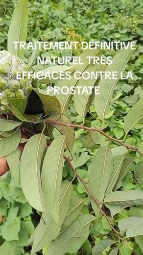803K views · 12K reactions | Traitement définitive contre la prostate #fypシ | Mazout Lawson | Facebook
