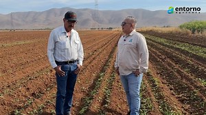 23K views · 195 reactions | El control de malezas en el cultivo de...