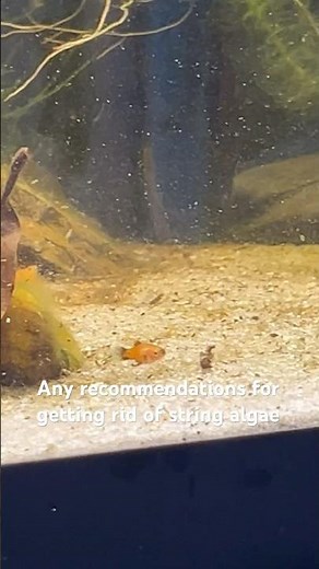 How do I get rid of string algae? #aquarium #fish #algae #fishbusiness #aquascape #shrimp #subscribe