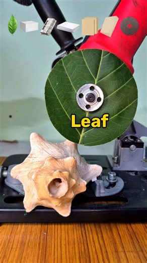 Which One can Cuts the Conch Shell (Shankh)? 🐚😳#satisfying #experiment #shorts #asmr