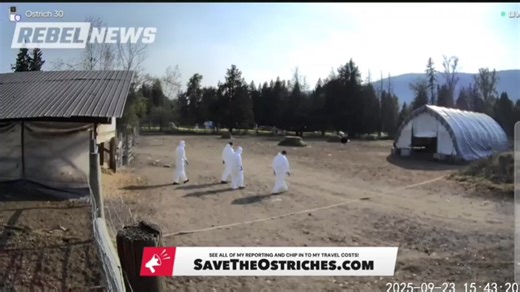 35K views · 615 reactions | Men in hazmat suits have arrived at the ostrich farm in B.C. What’s happening is pure evil, and watching it unfold is nothing short of heartbreaking. | The Shift has Hit the Fan | Facebook