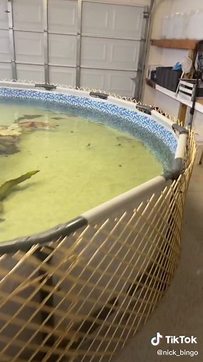 Indoor 3000 Gallon Saltwater Pond🐟 #fyp