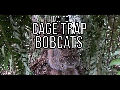 How To Cage Trap Bobcats In The PNW