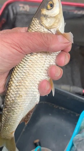 Dace & chub day on the Ribble today 100fish in between pike attacks