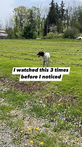 4.3M views · 10K reactions | It’s in his mouth #reels #dogs #lol #funny #dog | Leon and Chelsea's Reels | Facebook