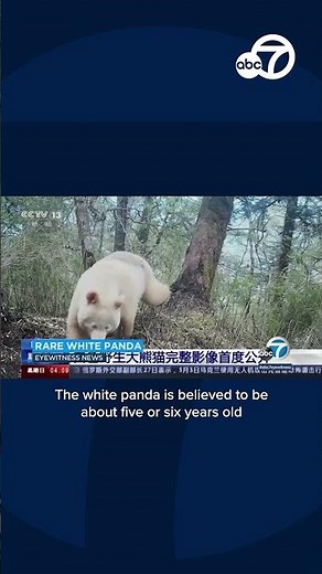 Rare video of what is believed to be the only white panda in the world