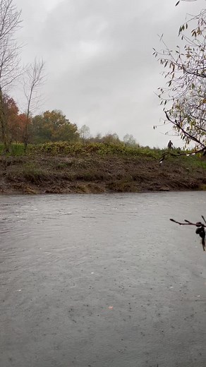 Just 4 out for the last drive .. #labradorretriever #chapelfarmdogfood #pheasantshooting #chocolatelab #foxredlab #yellowlab #blacklab #training #teampureflax #gundogtrainer #slingleygundogs #pickingupteam #fielddoglife #gundog #instavideo
